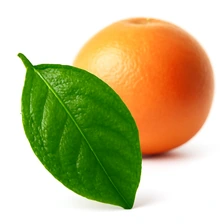 Liść grejpfruta
