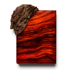 Drzewo cocobolo