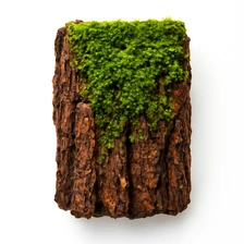 Tuja