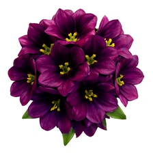 Belladonna