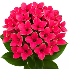 Bouvardia