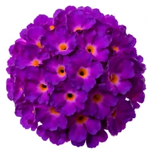 Budleja