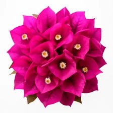 Bugenwilla