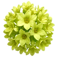 Cestrum nocturnum