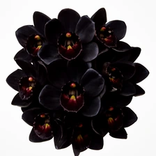 Czarna orchidea diamentowa