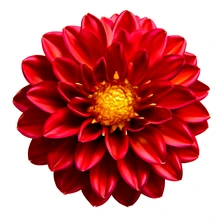 Dziwaczek