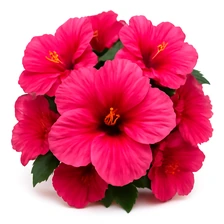 Hibiskus różowy