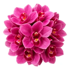 Jaśminowa orchidea