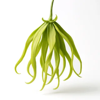 Kananga
