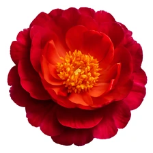 Karmaflor