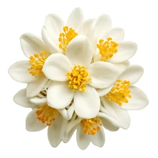 Kwiat yuzu