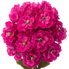 Lewkonia letnia