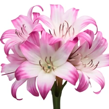 Lilia Crinum augustum