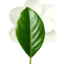 Liść magnolii