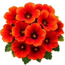 Malwa