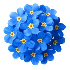 Niezapominajka