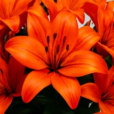 Ognista lilia