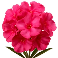 Biały oleander