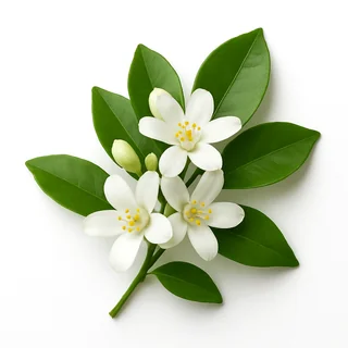 Orange Jasmine