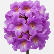 Paulownia