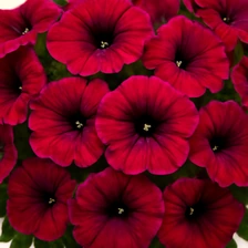 Petunia