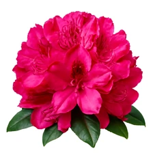 Rododendron