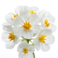 Skeleton flower