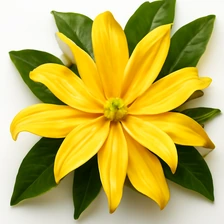 Ylang-Ylang