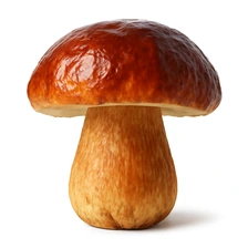Borowik