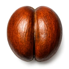 Kokos coco de mer