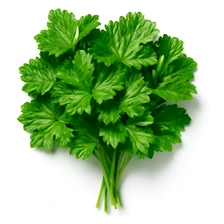 Bodziszek korzeniasty (Zdravetz)