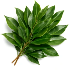 Drzewa