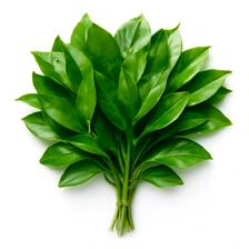 Koka