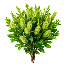 Kunzea