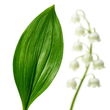 Lily Of the Valley Leaves