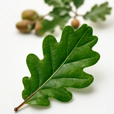 Liście dębu