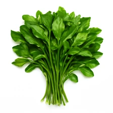 Mandragora