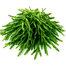 Samphire