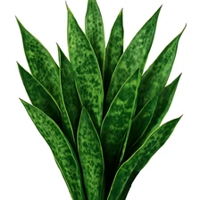 Sansewieria