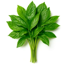 Żeń-szeń