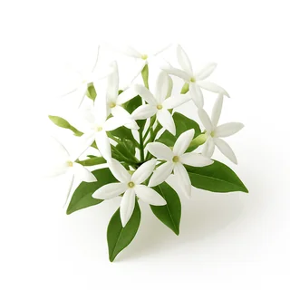 Jaśmin auriculatum
