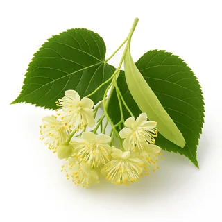 Lipa