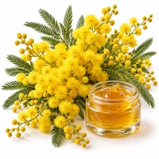 Absolut z mimozy