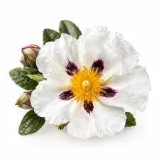 Labdanum